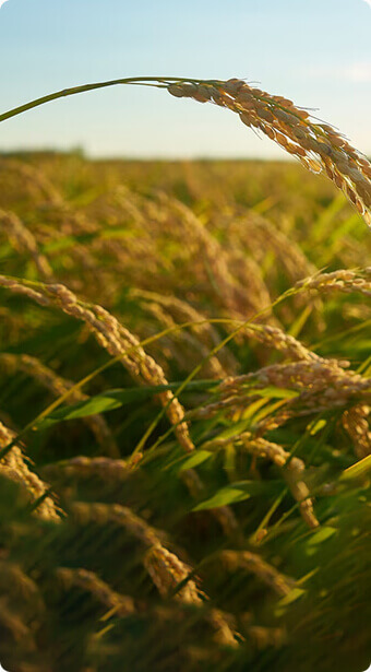 Fertilizer Production